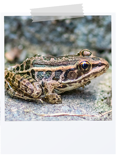 picture of a pickerel frog